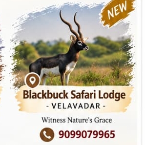 Blackbuck Safari Lodge Velavadar